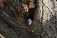 Sitta europaea