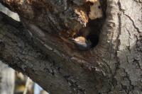 Sitta europaea