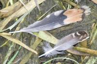 Gallinago gallinago