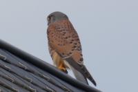 Falco tinnunculus