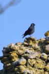 Corvus monedula