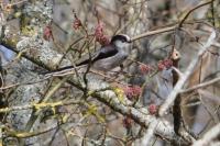 Aegithalos caudatus