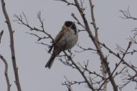 Emberiza schoeniclus