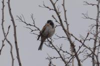 Emberiza schoeniclus