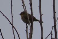 Phylloscopus collybita