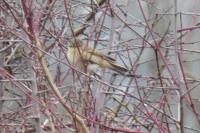 Phylloscopus collybita