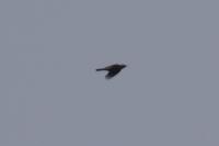 Turdus pilaris