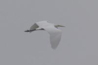 Ardea alba