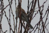 Emberiza schoeniclus