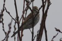 Emberiza schoeniclus
