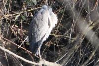 Ardea cinerea