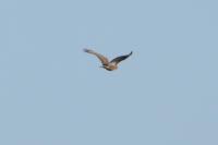 Buteo buteo