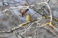 Emberiza cirlus