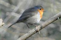 Erithacus rubecula