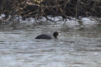 Fulica atra