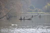Phalacrocorax carbo