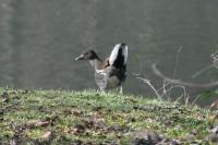 Gallinula chloropus