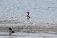 Podiceps cristatus