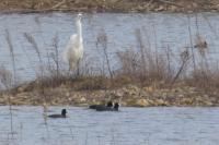 Ardea alba