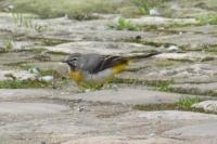 Motacilla cinerea