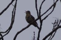 Turdus viscivorus