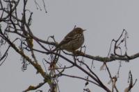 Anthus pratensis
