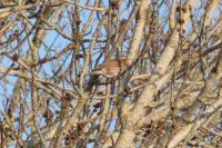 Turdus iliacus