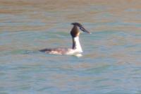 Podiceps cristatus