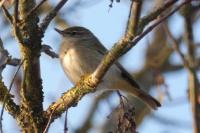 Phylloscopus collybita