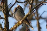 Phylloscopus collybita