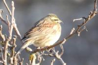 Emberiza cirlus