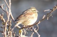 Emberiza cirlus