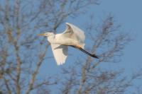 Ardea alba