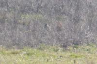 Burhinus oedicnemus