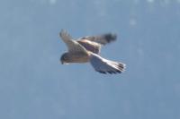 Falco tinnunculus