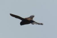 Falco tinnunculus