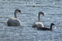 Cygnus olor