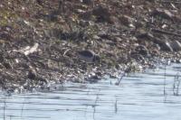 Charadrius dubius