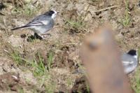 Motacilla alba yarrellii