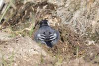 Motacilla alba yarrellii