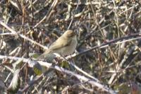 Phylloscopus collybita