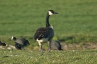 Branta canadensis
