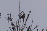 Turdus iliacus