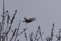 Turdus iliacus