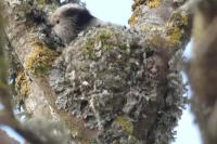 Aegithalos caudatus