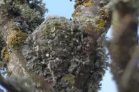Aegithalos caudatus