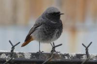 Phoenicurus ochruros