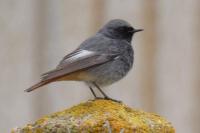 Phoenicurus ochruros