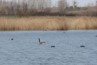 Branta canadensis