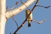 Phylloscopus collybita